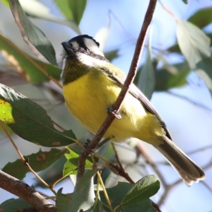 Falcunculus frontatus at Wodonga, VIC - 30 May 2021