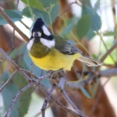 Falcunculus frontatus at Wodonga, VIC - 30 May 2021