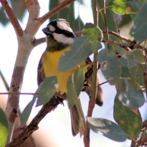 Falcunculus frontatus at Wodonga, VIC - 30 May 2021