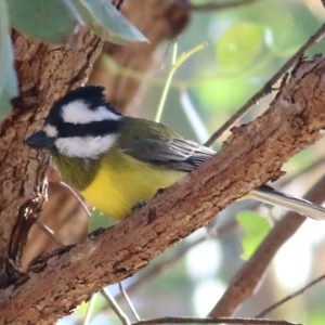 Falcunculus frontatus at Wodonga, VIC - 30 May 2021