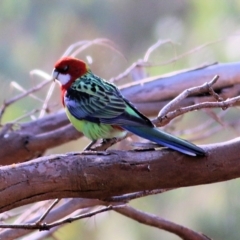 Platycercus eximius (Eastern Rosella) at WREN Reserves - 30 May 2021 by Kyliegw