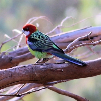 Platycercus eximius (Eastern Rosella) at WREN Reserves - 30 May 2021 by Kyliegw