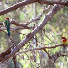 Platycercus eximius at Wodonga, VIC - 30 May 2021 10:55 AM