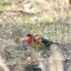 Platycercus eximius at Wodonga, VIC - 30 May 2021 10:55 AM