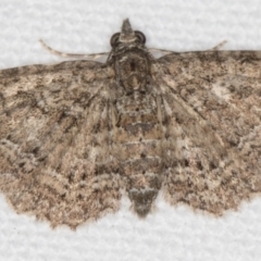 Pasiphilodes testulata (Pome looper) at Melba, ACT - 14 Nov 2020 by Bron