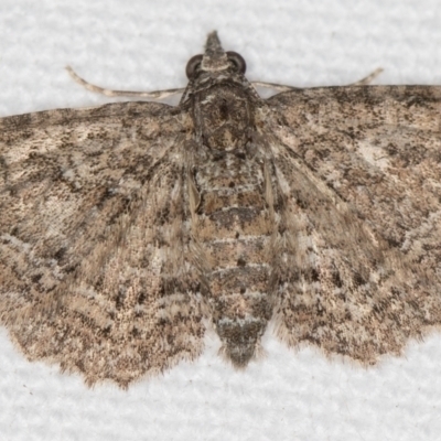 Pasiphilodes testulata (Pome looper) at Melba, ACT - 14 Nov 2020 by Bron