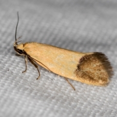 Delexocha ochrocausta (A concealer moth) at Melba, ACT - 13 Nov 2020 by Bron