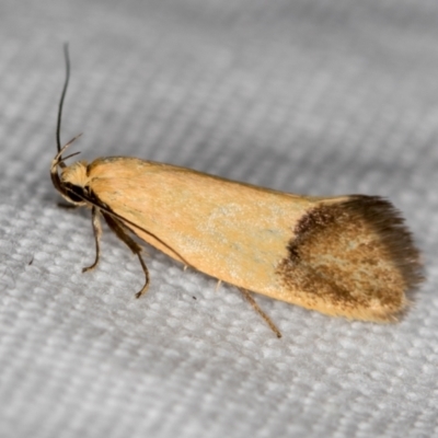 Delexocha ochrocausta (A concealer moth) at Melba, ACT - 13 Nov 2020 by Bron