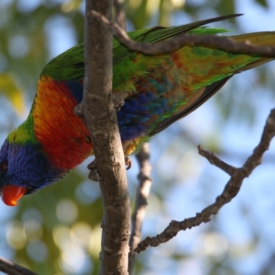 Trichoglossus moluccanus (Rainbow Lorikeet) at Albury - 30 May 2021 by PaulF