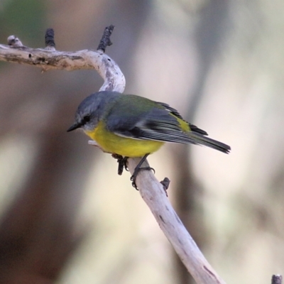 Eopsaltria australis (Eastern Yellow Robin) at Wodonga - 29 May 2021 by Kyliegw