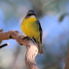 Eopsaltria australis at Wodonga, VIC - 30 May 2021