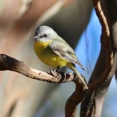 Eopsaltria australis at Wodonga, VIC - 30 May 2021