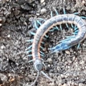 Scolopendra laeta at Denman Prospect, ACT - 30 May 2021