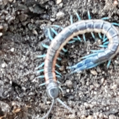 Scolopendra laeta (Giant Centipede) at Block 402 - 30 May 2021 by trevorpreston