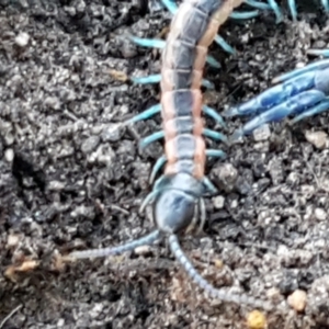 Scolopendra laeta at Denman Prospect, ACT - 30 May 2021 02:37 PM
