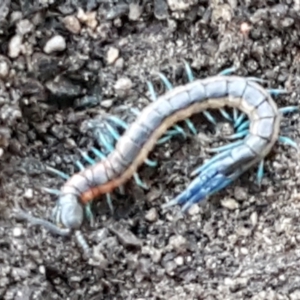 Scolopendra laeta at Denman Prospect, ACT - 30 May 2021