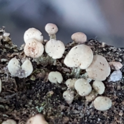 Thysanothecium scutellatum (A lichen) at Denman Prospect, ACT - 30 May 2021 by trevorpreston
