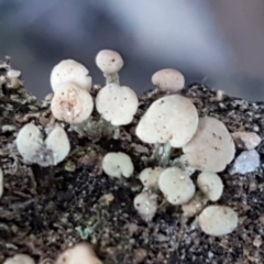 Thysanothecium scutellatum (A lichen) at Piney Ridge - 30 May 2021 by tpreston