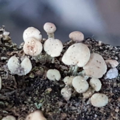 Thysanothecium scutellatum (A lichen) at Block 402 - 30 May 2021 by trevorpreston