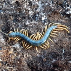 Ethmostigmus rubripes (Giant centipede) at Denman Prospect, ACT - 30 May 2021 by trevorpreston