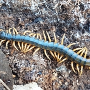 Ethmostigmus rubripes at Denman Prospect, ACT - 30 May 2021