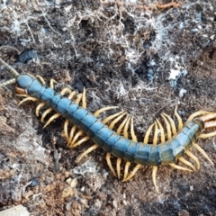 Ethmostigmus rubripes at Denman Prospect, ACT - 30 May 2021 02:27 PM