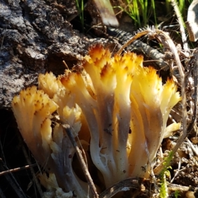 Ramaria sp. (A Coral fungus) at Block 402 - 30 May 2021 by trevorpreston