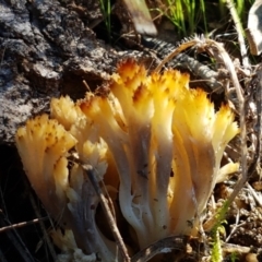 Ramaria sp. (A Coral fungus) at Denman Prospect, ACT - 30 May 2021 by tpreston