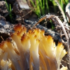 Ramaria sp. at Denman Prospect, ACT - 30 May 2021 02:06 PM