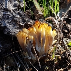 Ramaria sp. at Denman Prospect, ACT - 30 May 2021