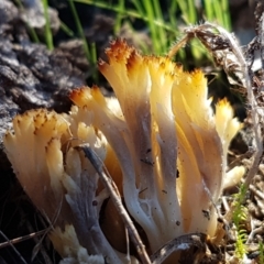 Ramaria sp. at Denman Prospect, ACT - 30 May 2021