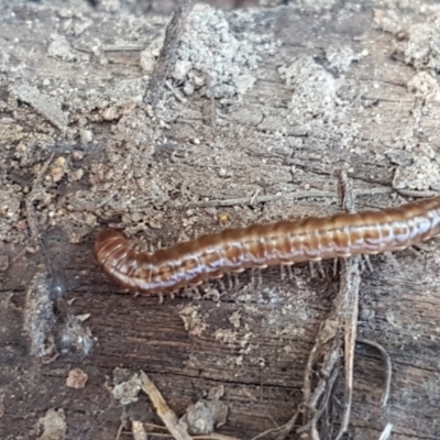 Diplopoda (class) (Unidentified millipede) at Denman Prospect, ACT - 30 May 2021 by trevorpreston