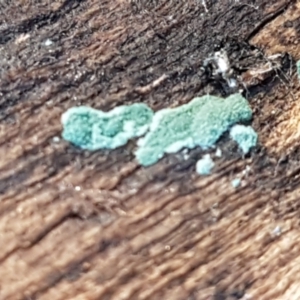 Trichoderma 'green fluffy' at Denman Prospect, ACT - 30 May 2021