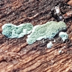 Trichoderma 'green fluffy' at Denman Prospect, ACT - 30 May 2021