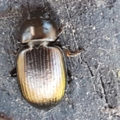Adelium brevicorne (Bronzed field beetle) at Stromlo, ACT - 30 May 2021 by trevorpreston