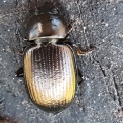 Adelium brevicorne at Stromlo, ACT - 30 May 2021 02:51 PM