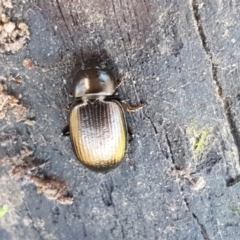 Adelium brevicorne at Stromlo, ACT - 30 May 2021 02:51 PM