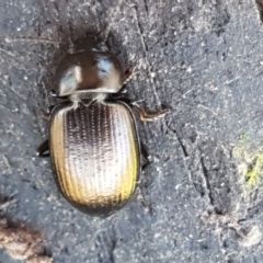 Adelium brevicorne at Stromlo, ACT - 30 May 2021