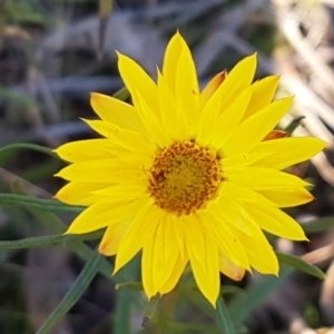 Xerochrysum viscosum at Denman Prospect, ACT - 30 May 2021 02:49 PM