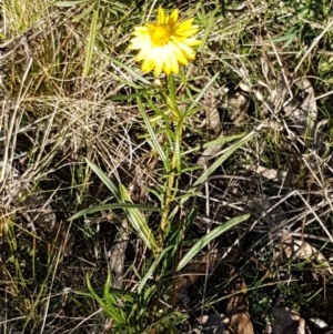 Xerochrysum viscosum at Denman Prospect, ACT - 30 May 2021 02:49 PM