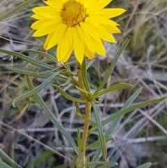 Xerochrysum viscosum at Denman Prospect, ACT - 30 May 2021 02:49 PM