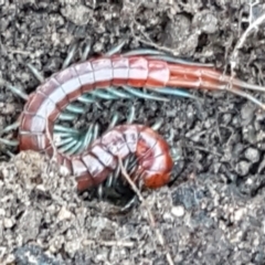 Cormocephalus sp.(genus) (Scolopendrid Centipede) at Block 402 - 30 May 2021 by trevorpreston