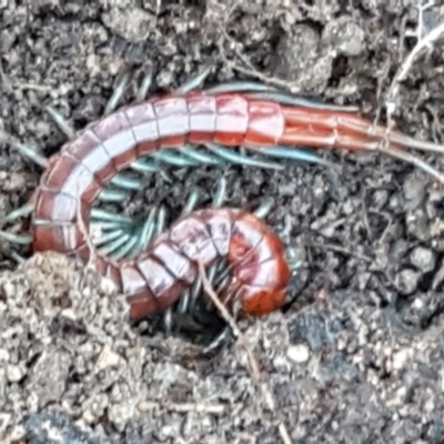 Cormocephalus sp.(genus) (Scolopendrid Centipede) at Bluetts Block Area - 30 May 2021 by trevorpreston