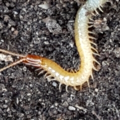 Geophilomorpha sp. (order) (Earth or soil centipede) at Denman Prospect, ACT - 30 May 2021 by trevorpreston