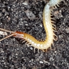 Geophilomorpha sp. (order) (Earth or soil centipede) at Piney Ridge - 30 May 2021 by tpreston