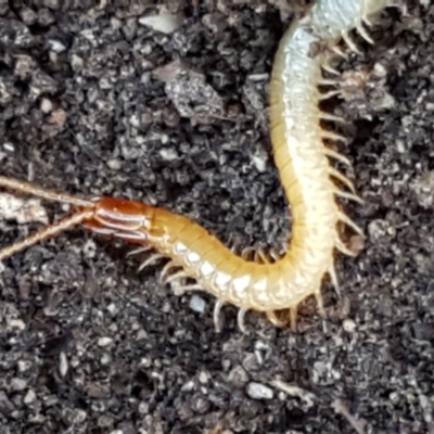 Geophilomorpha sp. (order) (Earth or soil centipede) at Block 402 - 30 May 2021 by trevorpreston