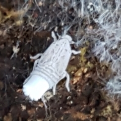 Fulgoroidea sp. (superfamily) at Denman Prospect, ACT - 30 May 2021