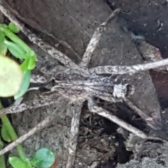 Argoctenus sp. (genus) (Wandering ghost spider) at Block 402 - 30 May 2021 by trevorpreston