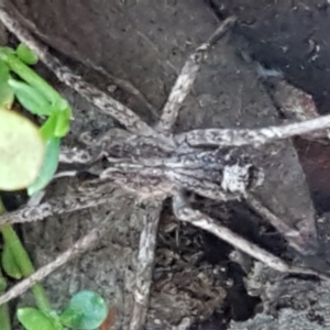 Argoctenus sp. (genus) at Denman Prospect, ACT - 30 May 2021