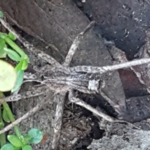 Argoctenus sp. (genus) at Denman Prospect, ACT - 30 May 2021